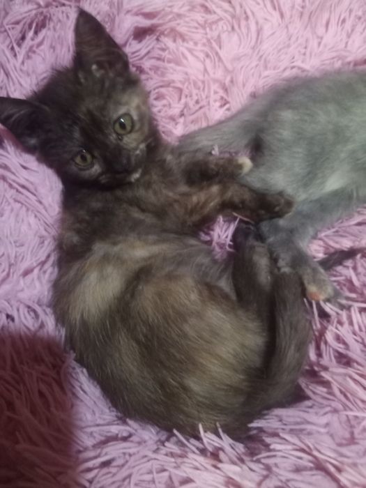 Віддам даром у хороші руки