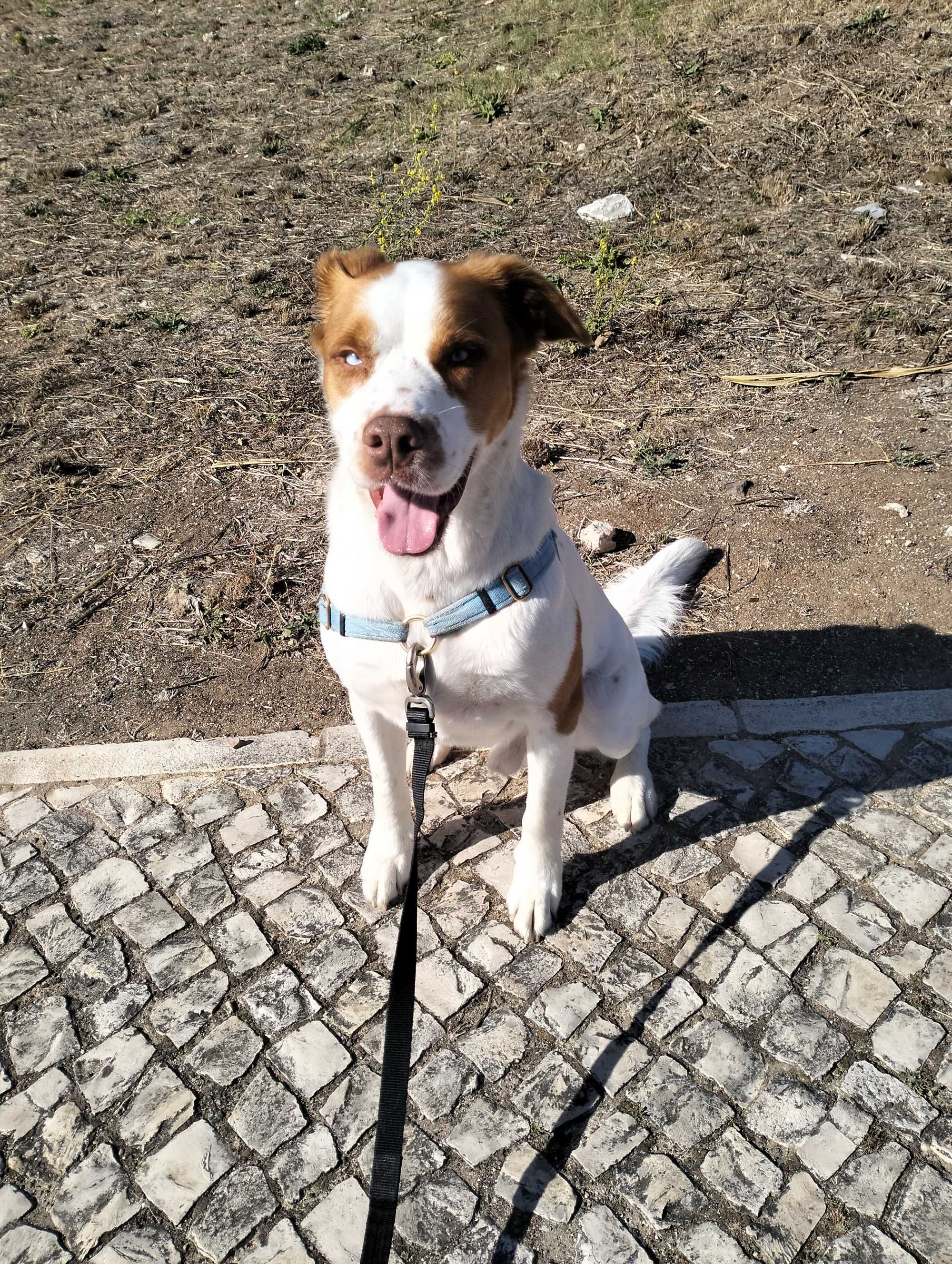 Passeios/Pet sitting/ hotel familiar