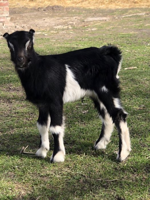 Ламанча козел племенной