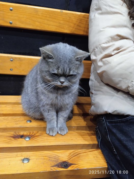 Кішечка шукає домівку