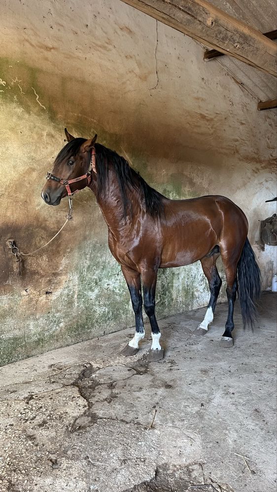 Cavalo Puro Sangue Lusitano