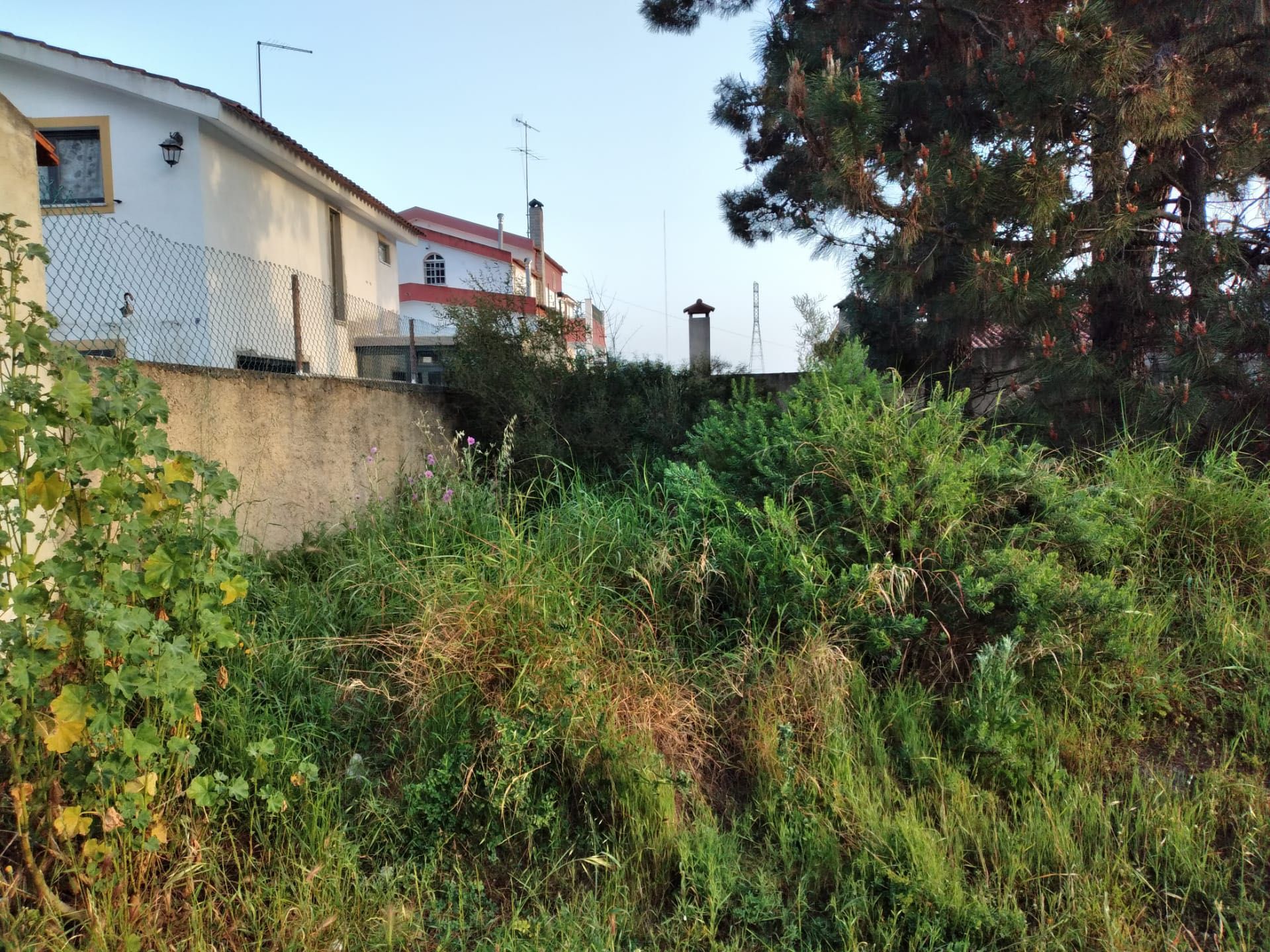 Limpeza de terrenos, corte, poda e abate de árvores, palmeiras e manutencão de jardins