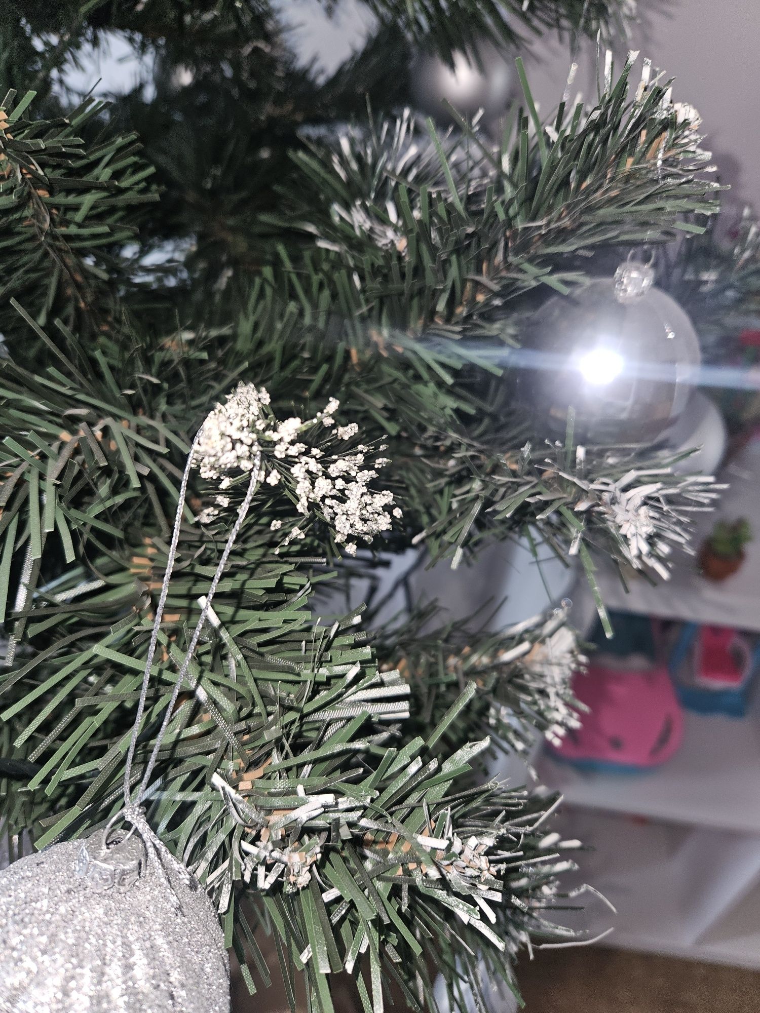 Sprzedam choinkę na pniu