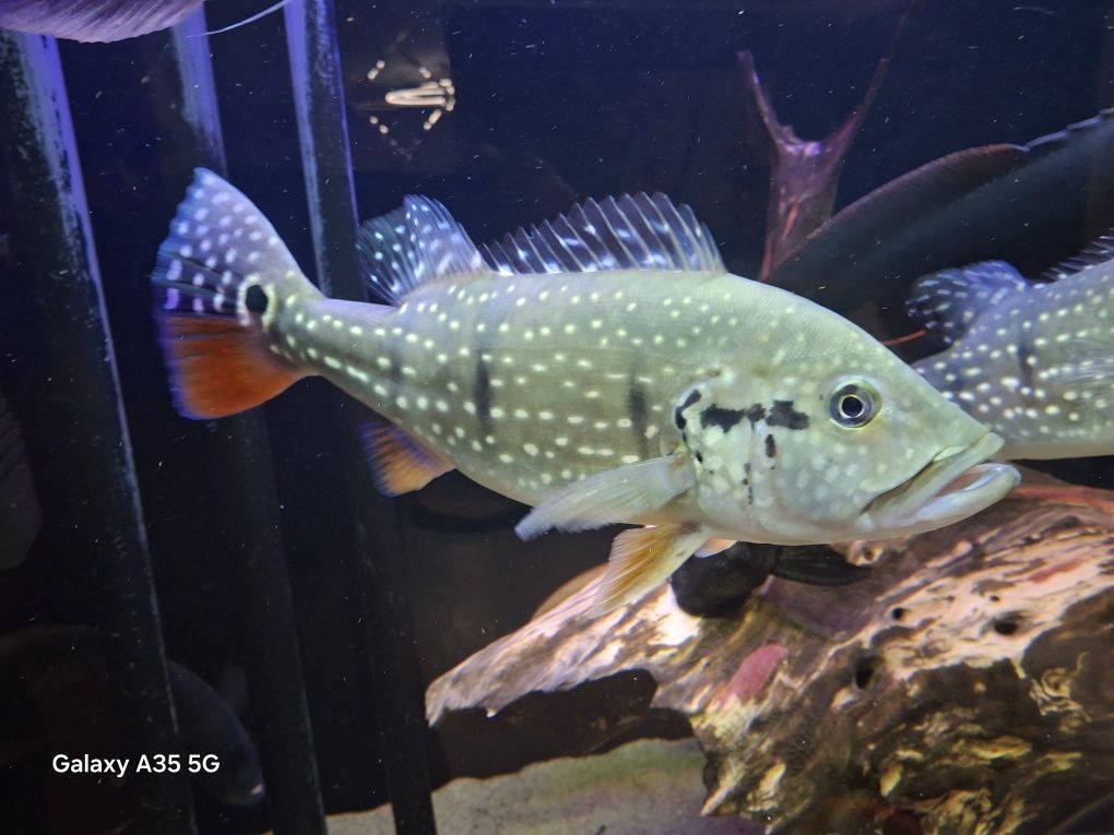Cichle cichla Temensis Sprzedam