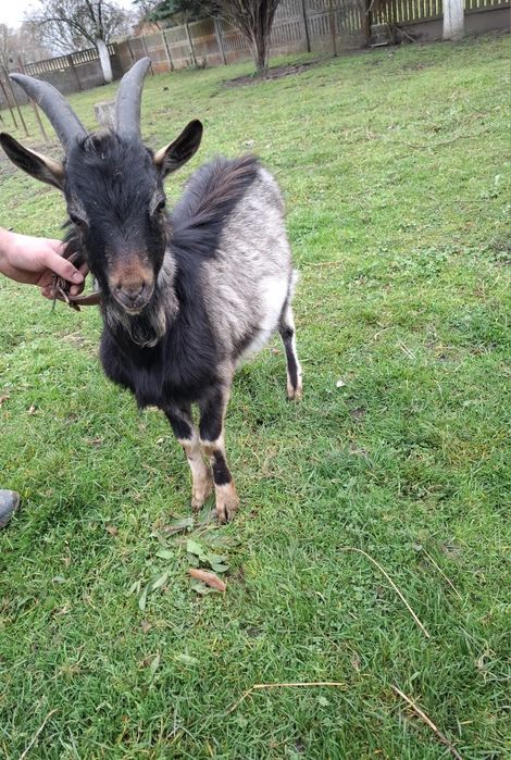 Sprzedam tegorocznego capa