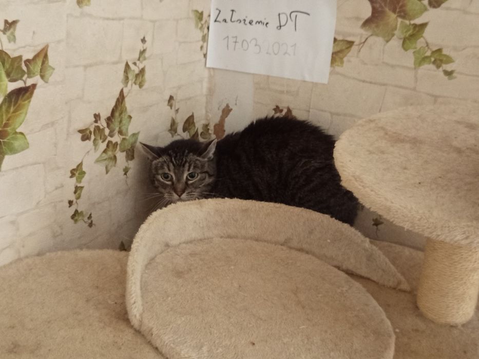 Dyzia poleca się do adopcji