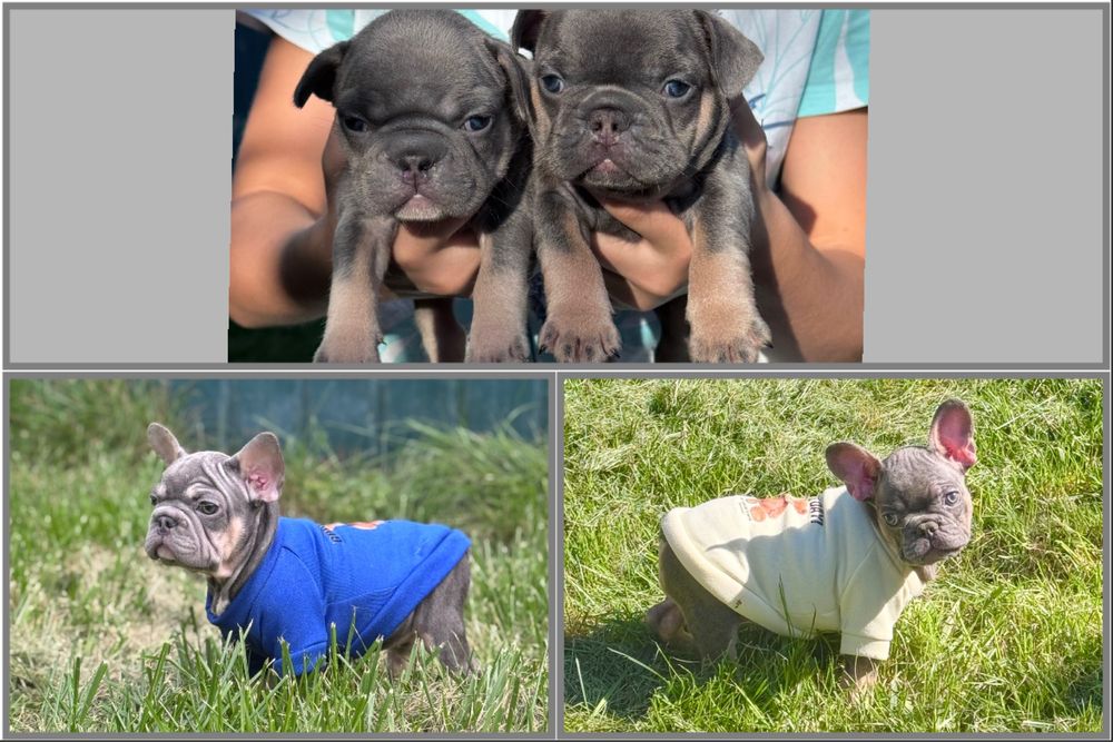 Веселі , грайливі цуценята французький бульдог
