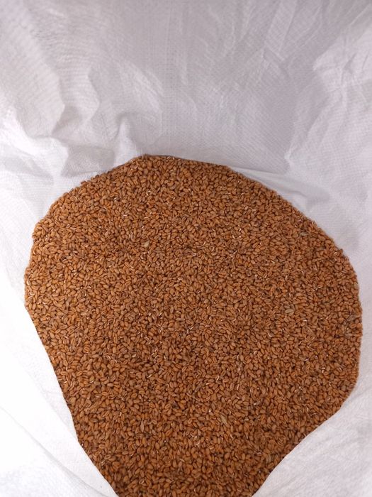 Pszenica ozima na mąkę lub paszę