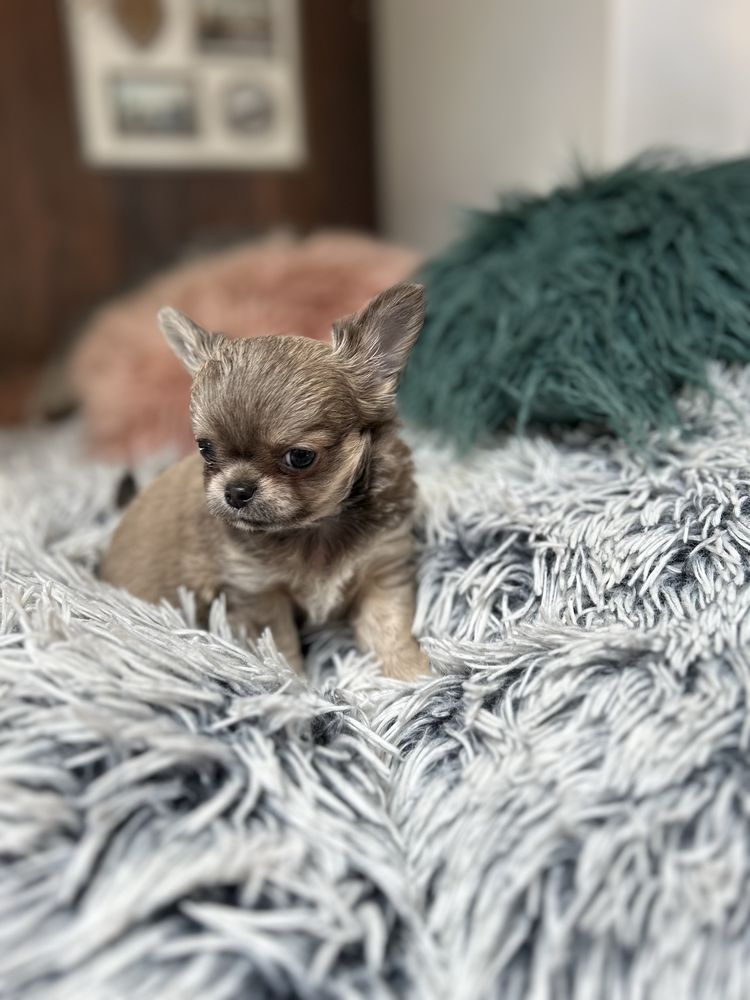 Chihuahua długowłosa chłopiec FCI