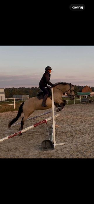 Konie do dzierżawy/współdzierżawy