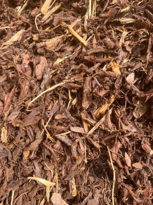 Pine Mulch Phloem
