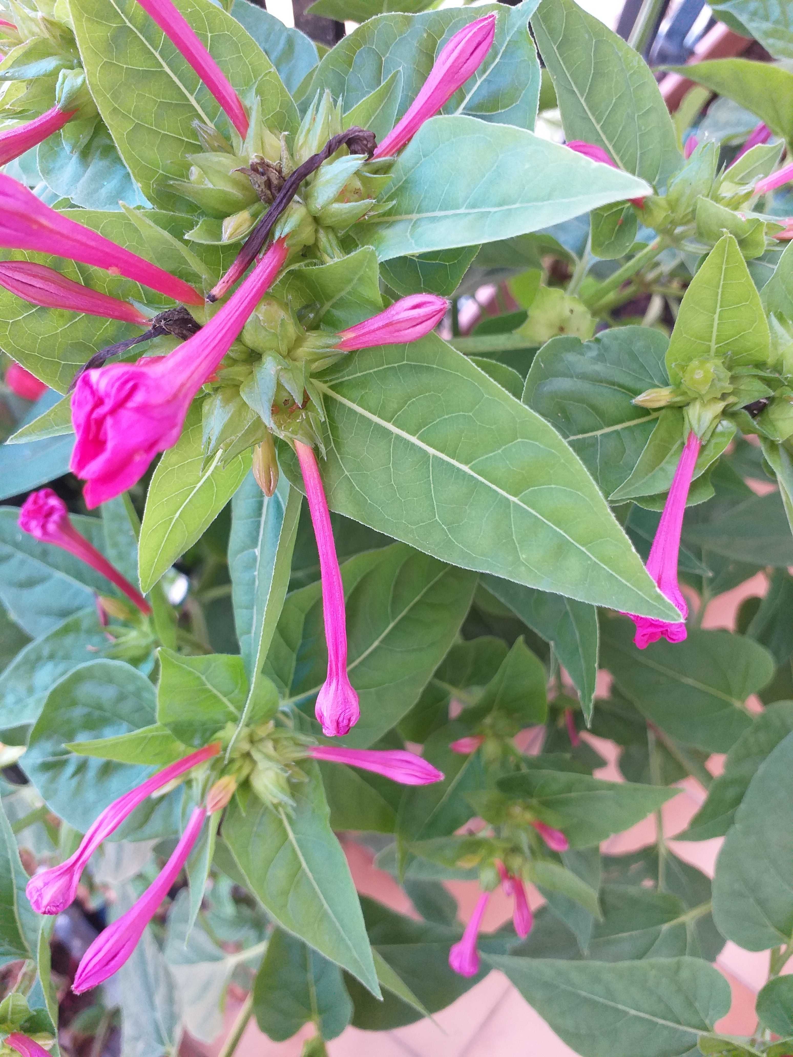 Sementes  e plantas de linda à noite ( mirabilis jalapa)