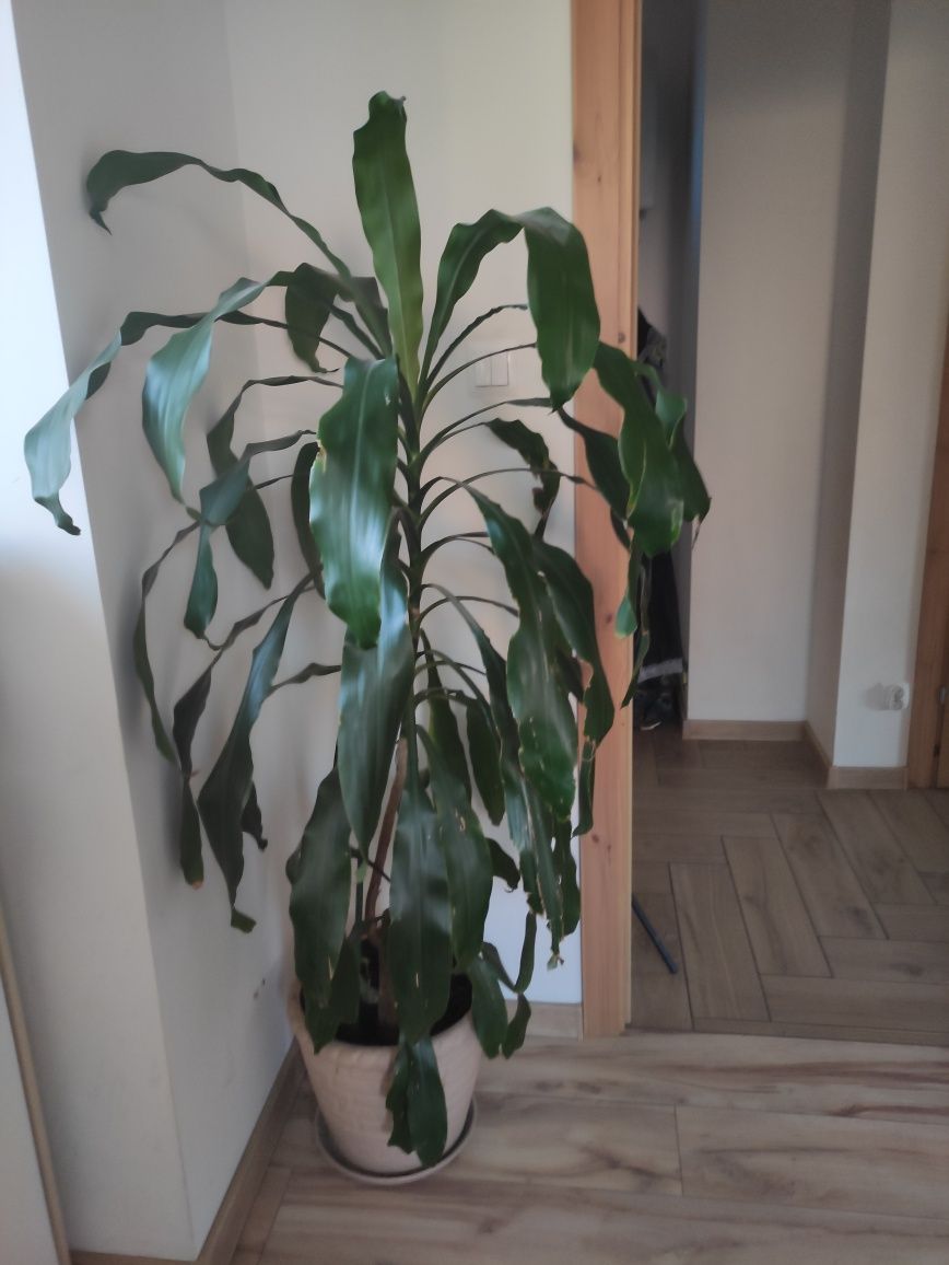 Juka 160 cm ceramiczną donnica