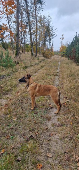 Owczarek belgijski Malinois