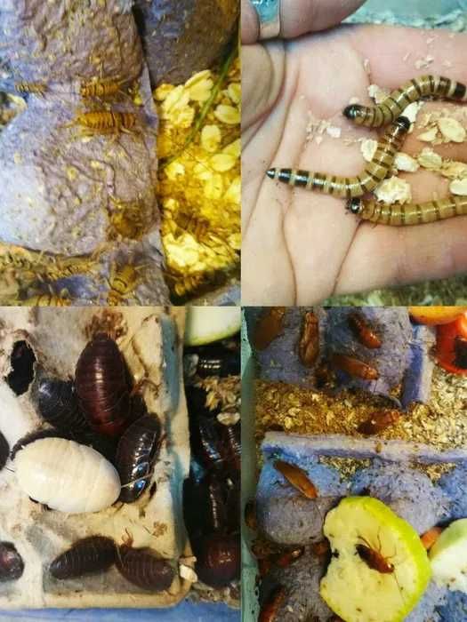 Пацюк, Криска,Гризун,Тваринка