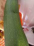 Vendo courgette da horta do meu avô