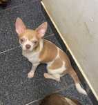 Lindissimo Menino Chihuahua “Alemão”
