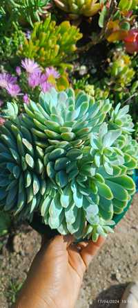 Echeveria elegans com muitos filhotes