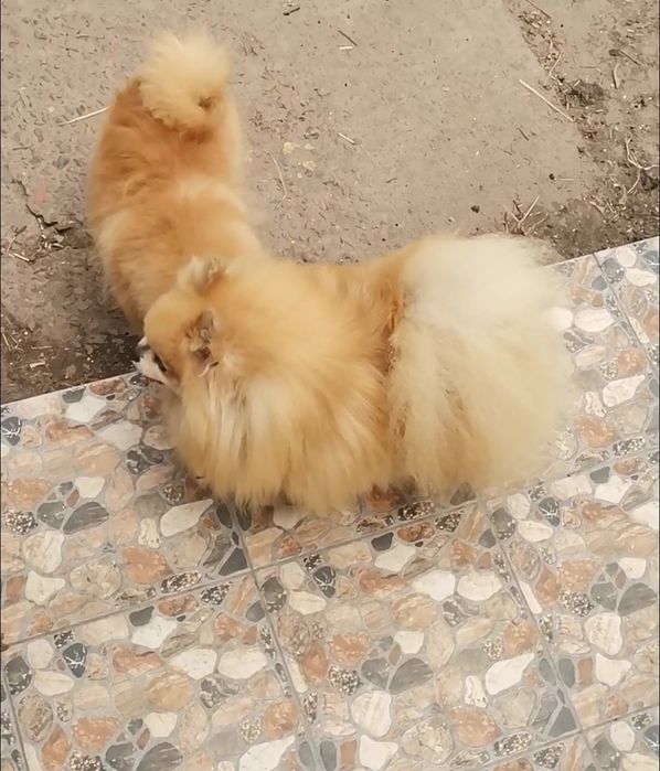 Девочка померанский той шпиц 6 месяцев.