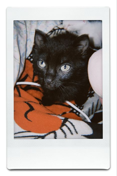 gatinhos para adoção