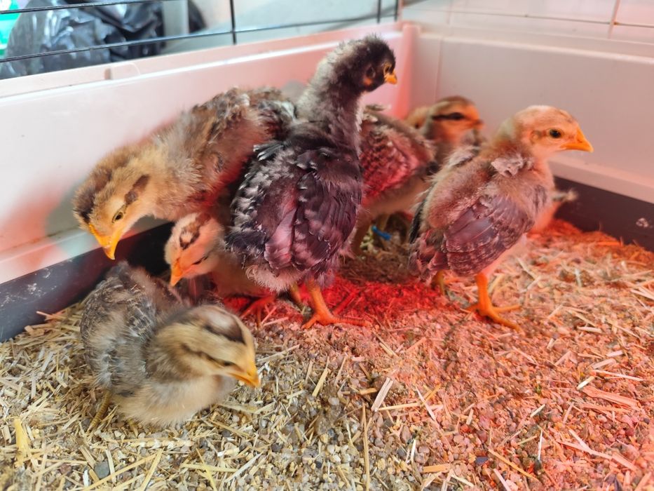 Pintos de ovos azuis