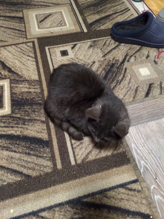 Віддам кошеня в добрі руки.