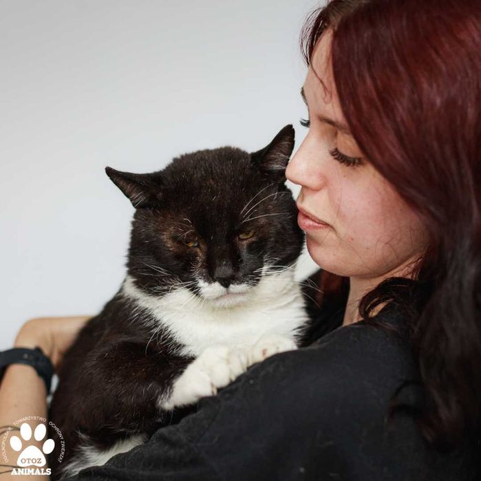 Arbuz szuka domu! Czarno biały duży kot do adopcji