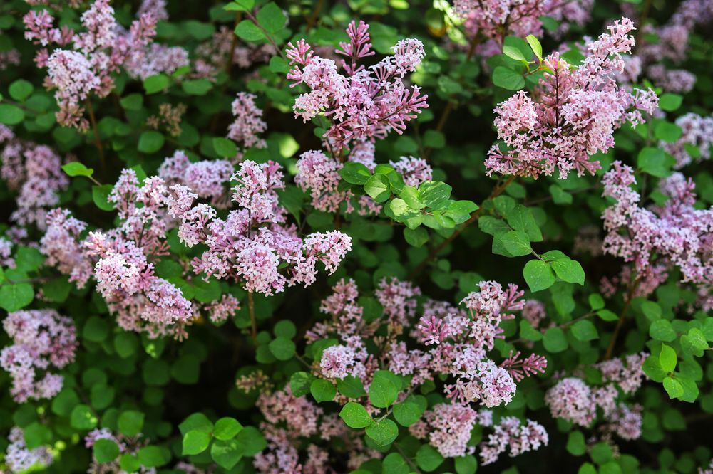 Lilak Meyera 'Palibin' (Syringa meyeri) Doniczka 2.0L