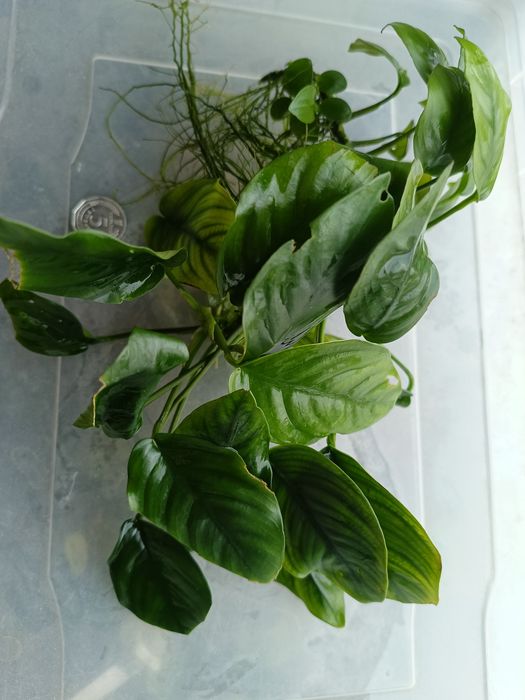 Аквариумное растение Анубиас Anubias nana неприхотливое теневыносливое