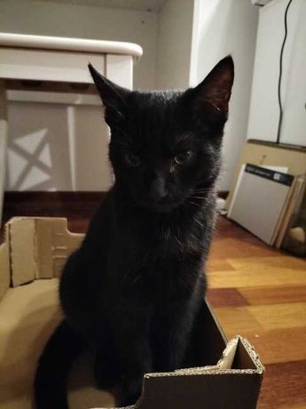 Znaleziono kotkę, czarną młodą