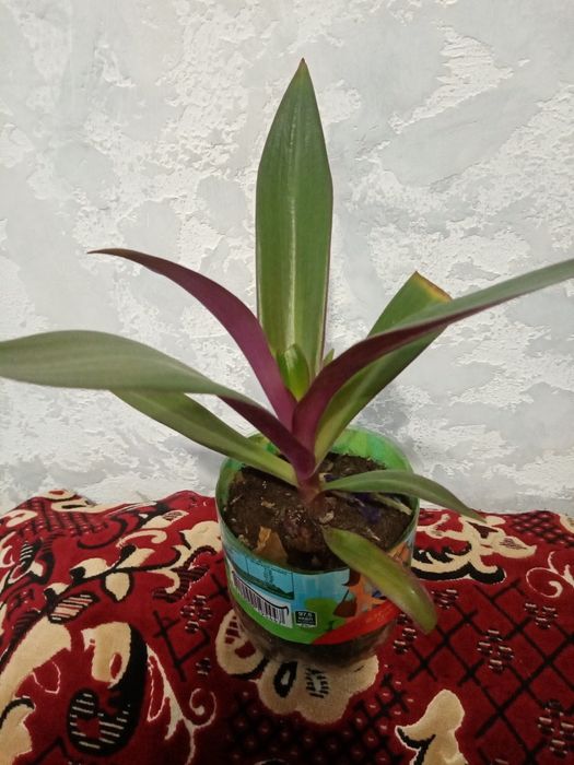 Цветок Рео комнатный и другие цветы