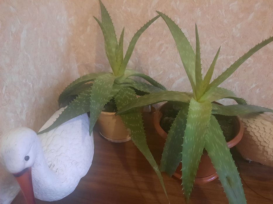 Алое - ліки від сотні хвороб