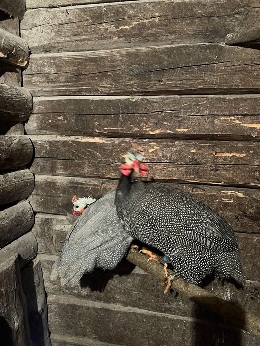 Самці цесарі …..