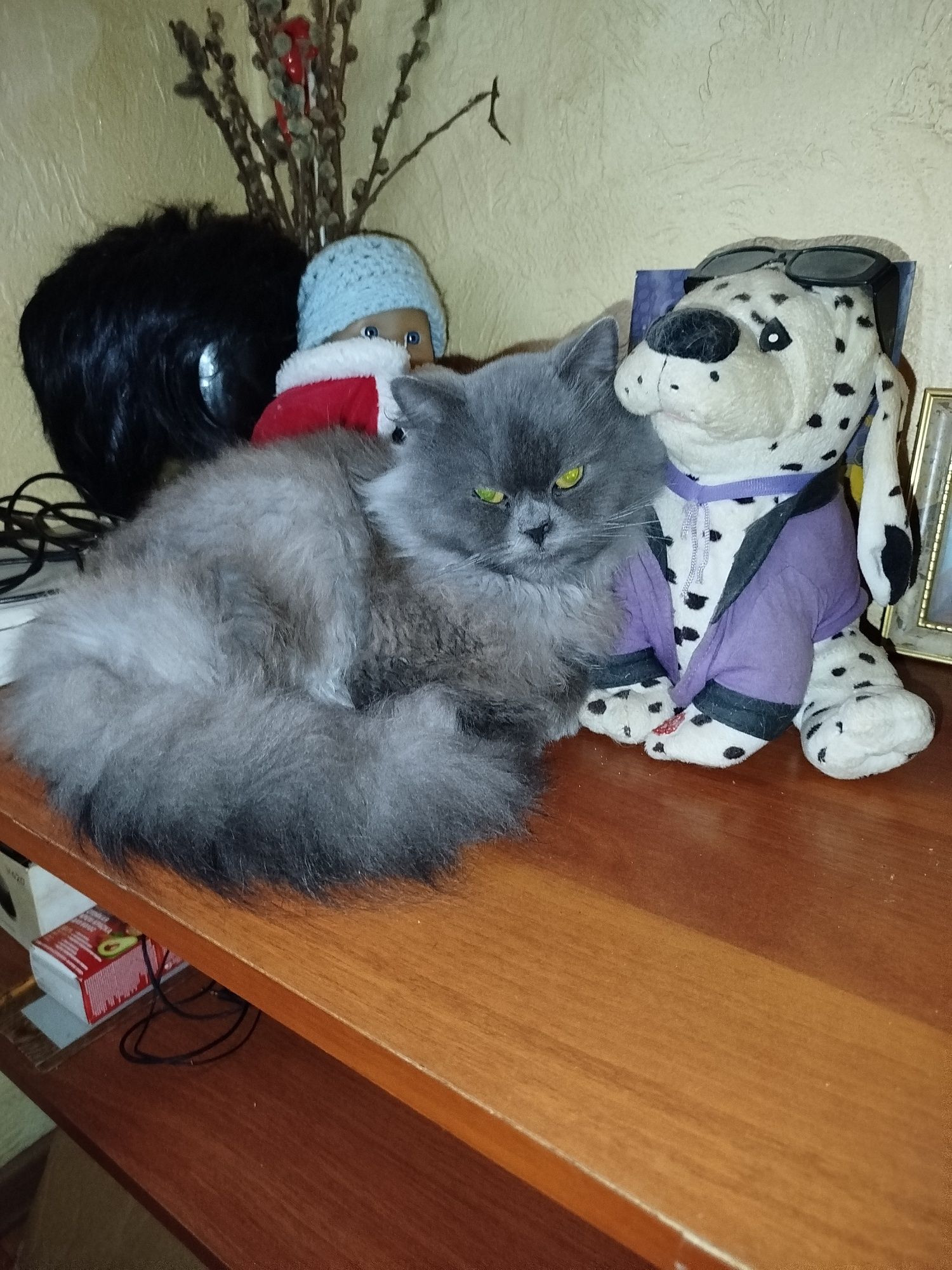 Кіт,подарую,спокійний