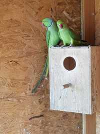 Ручной зеленый, милый ожереловый попугайчик
