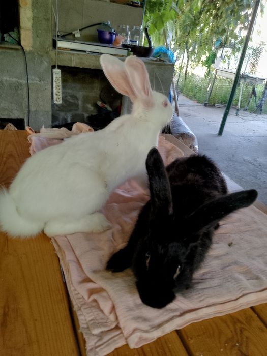 Продаются кролики