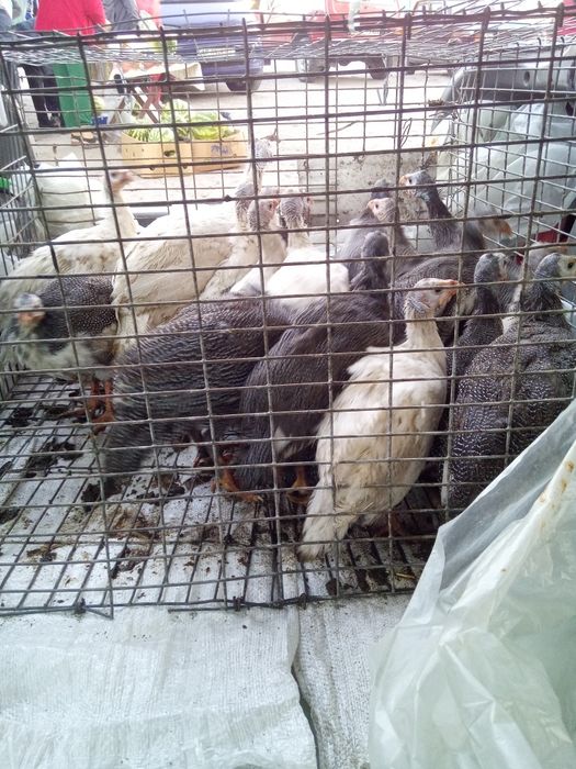 Продам птенцов цесарок