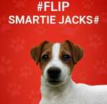 Jack Russell Terrier PIESEK wzorzec rasy od # SMARTIE JACKS# cute MALE