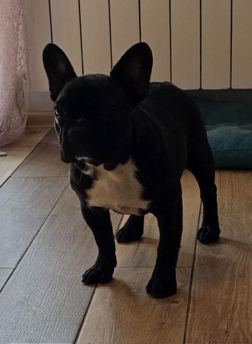 Buldog francuski ZKwP  8 msc suczka