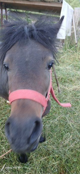 Kuc 110 cm ogierek sprzedam