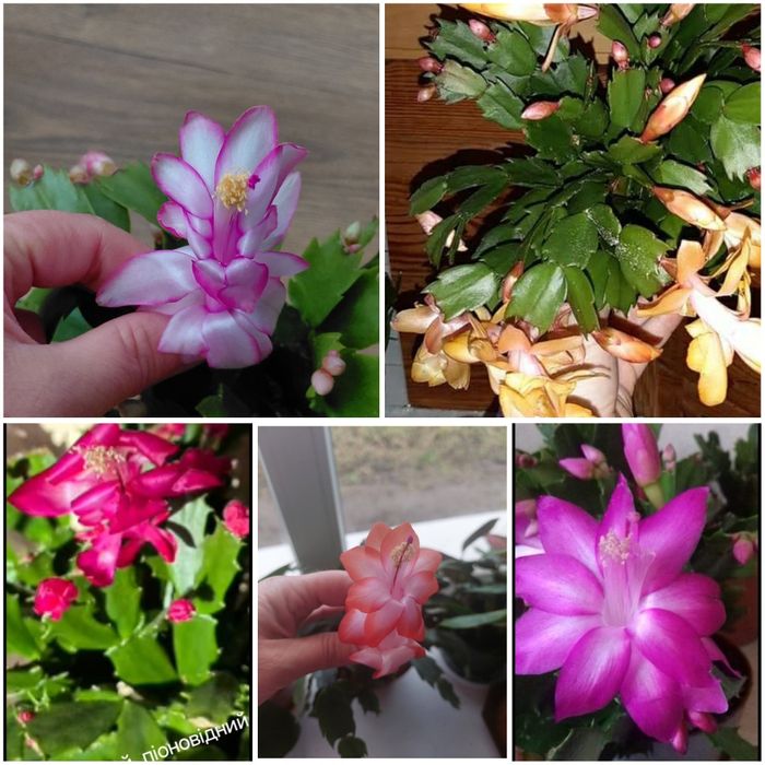 Продам шлюмберга