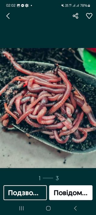 Черв'яки для рибалки