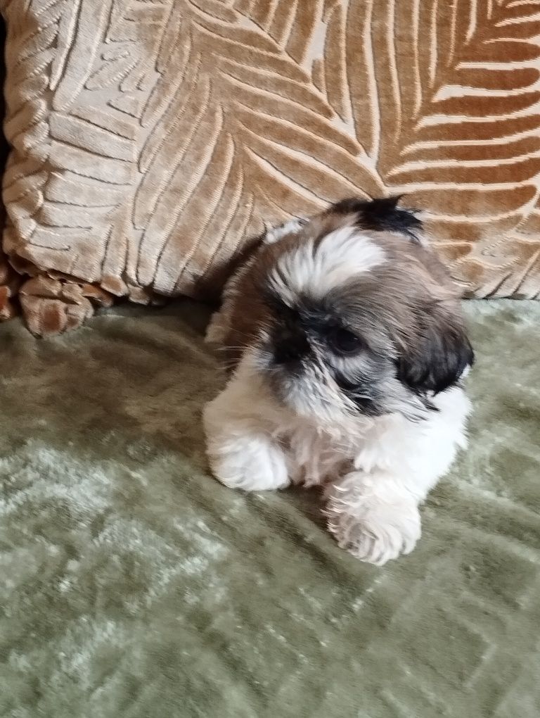 Shih TZU suczka do odbioru 26 lipca
