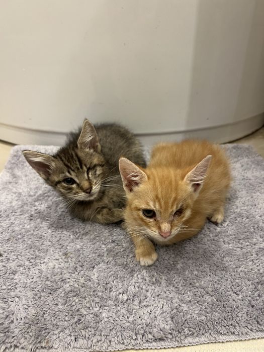 Kotki do adopcji