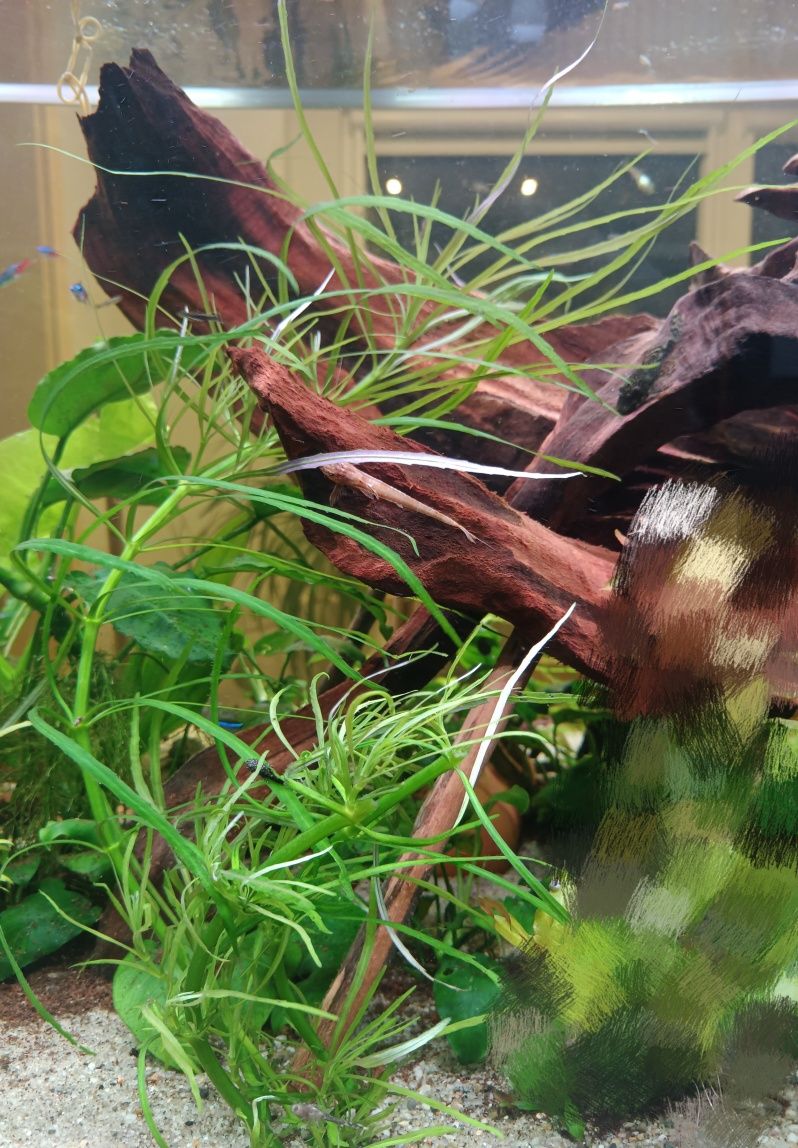 Roślina akwariowa Pogostemon octopus