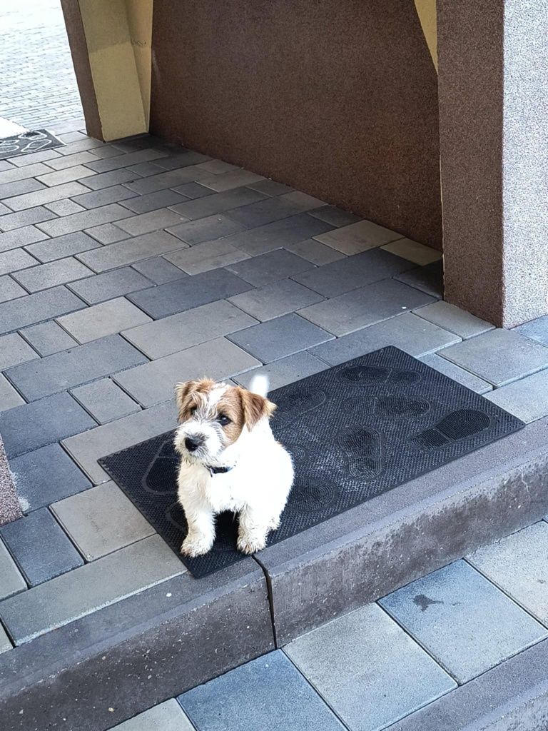 Jacek Russell Terrier  ZKWP  FCI oddział Częstochowa