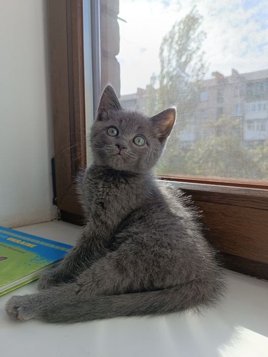 Отдадим котенка в добрые руки по обстоятельствам