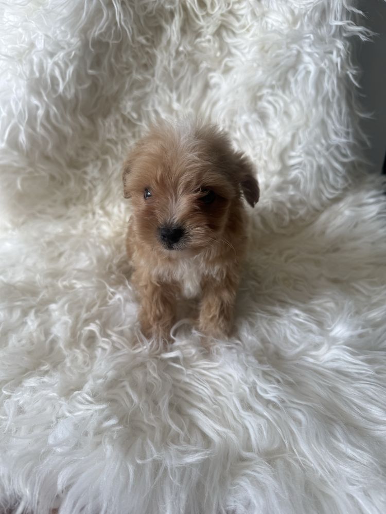 Maltipoo samiec miniaturowy