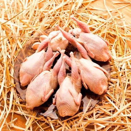 Продам тушки перепілок