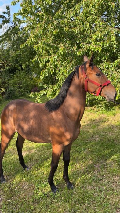 Sprzedam rocznego ogierka małopolskiego